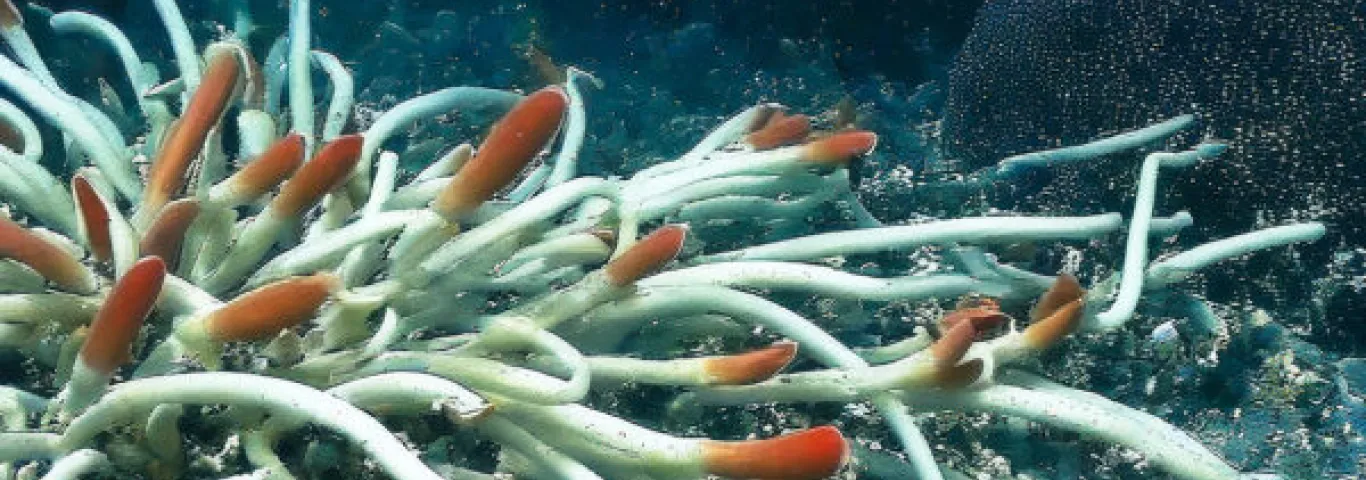 Giant Tube Worms Riftia pachyptila thriving at a deep-sea hydrothermal vent in the Mariana Trench 2025, showcasing a unique abyssal ecosystem