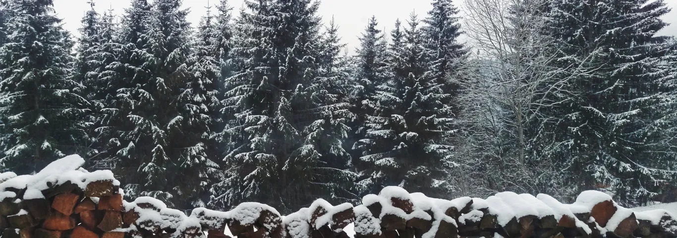 Growers say droughts damaged real Christmas trees