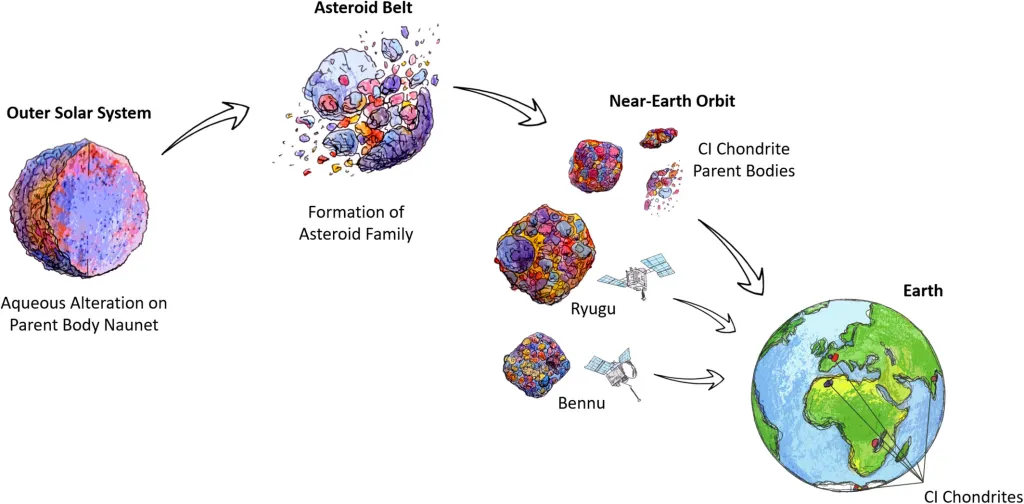 The primary CI chondrite, Ryugu, and Bennu parent body Naunet accreted in the outer solar system and experienced aqueous alteration. Naunet migrated to the asteroid belt. 