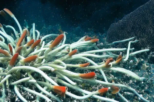 Giant Tube Worms Riftia pachyptila thriving at a deep-sea hydrothermal vent in the Mariana Trench 2025, showcasing a unique abyssal ecosystem